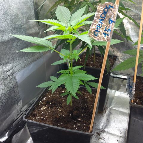 Chemdog growlog timeline photo