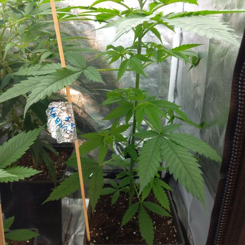 Durban growlog timeline photo