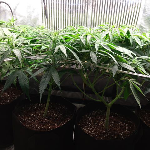 Royal Gorilla  growlog photo: 3° giorno di fioritura. 