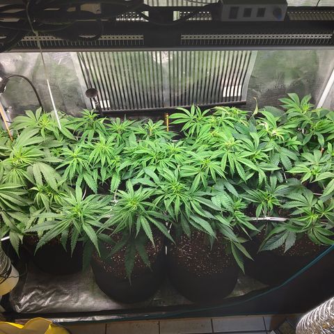 Royal Gorilla  growlog photo: 3° giorno di fioritura. 
