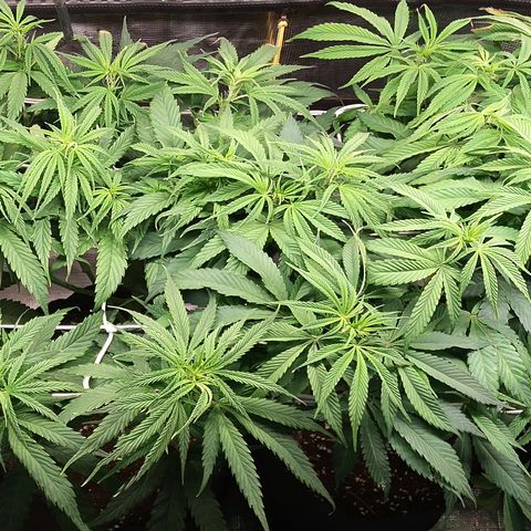 Royal Gorilla  growlog photo: 3° giorno di fioritura. 