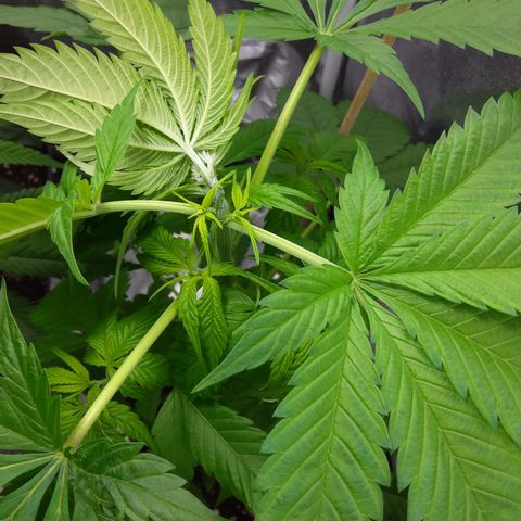 Chemdog growlog photo: Cropping alla cima