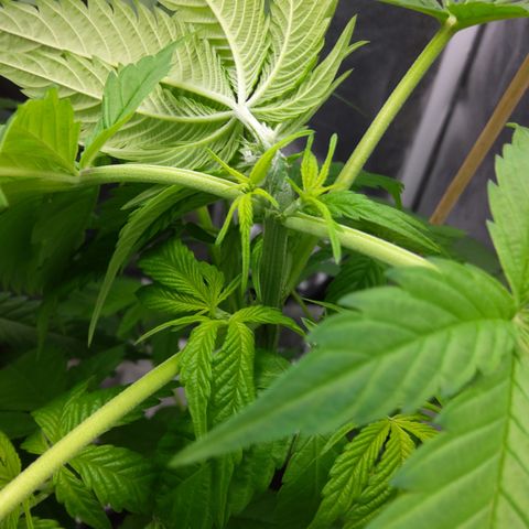 Chemdog growlog photo: Cropping alla cima