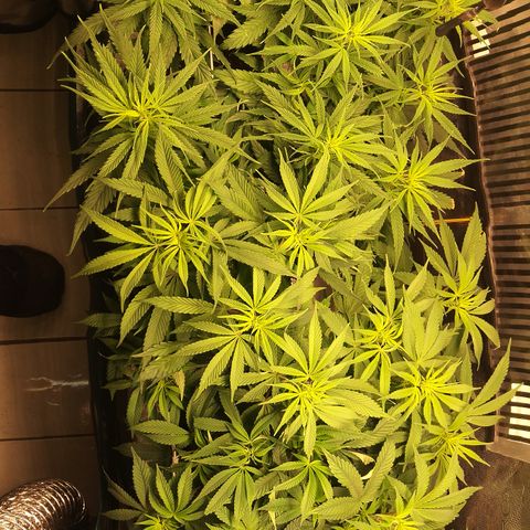 Royal Gorilla  growlog timeline photo