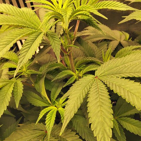 Royal Gorilla  growlog timeline photo