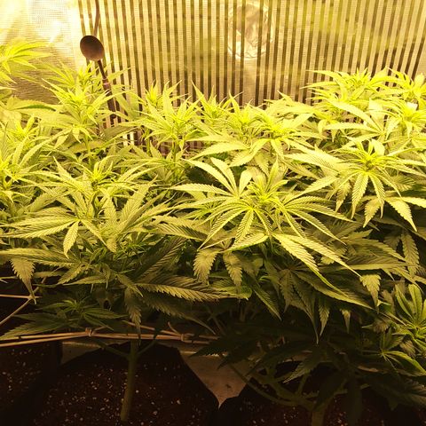 Royal Gorilla  growlog timeline photo