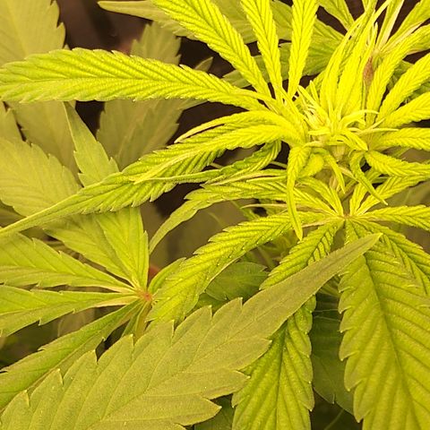 Royal Gorilla  growlog timeline photo