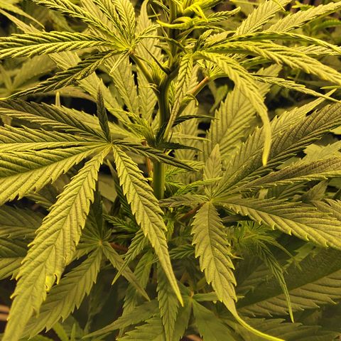 Royal Gorilla  growlog timeline photo
