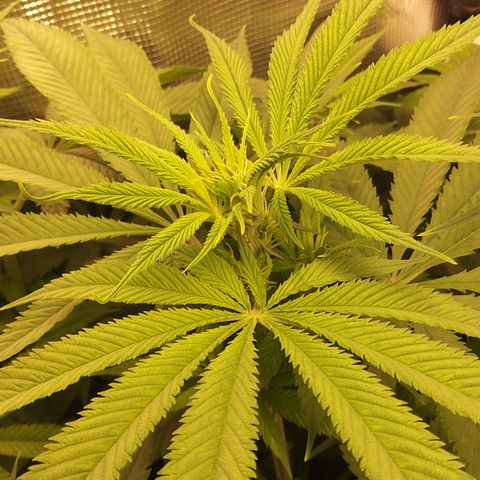 Royal Gorilla  growlog timeline photo