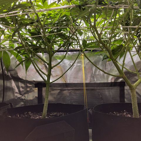 Royal Gorilla  growlog timeline photo