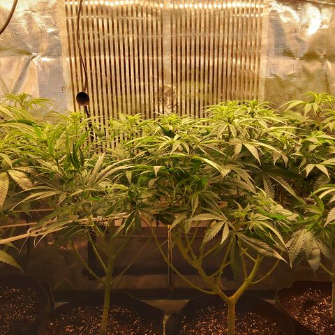 Royal Gorilla  growlog timeline photo