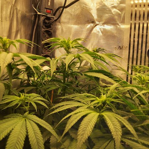 Royal Gorilla  growlog timeline photo