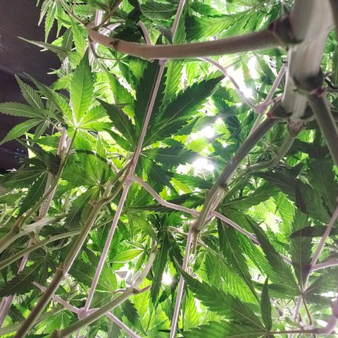 Royal Gorilla  growlog timeline photo