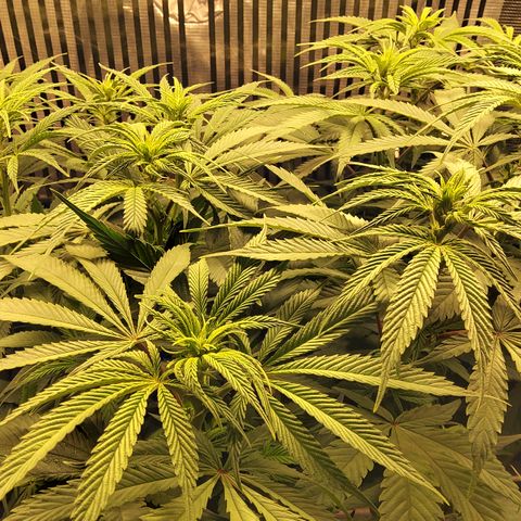 Royal Gorilla  growlog timeline photo