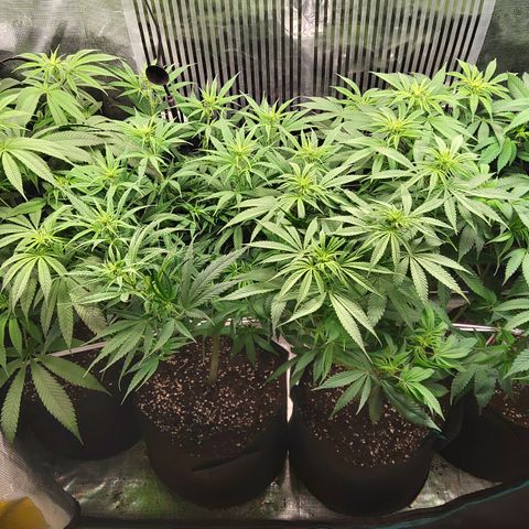 Royal Gorilla  growlog timeline photo