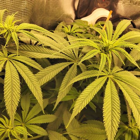 Royal Gorilla  growlog timeline photo