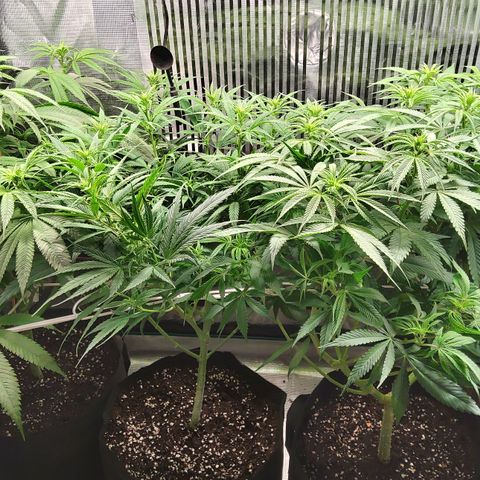 Royal Gorilla  growlog timeline photo
