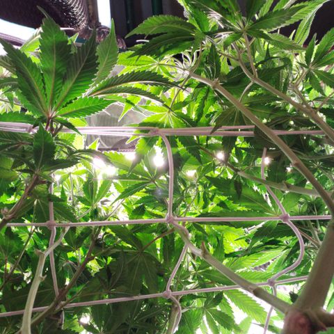 Royal Gorilla  growlog timeline photo