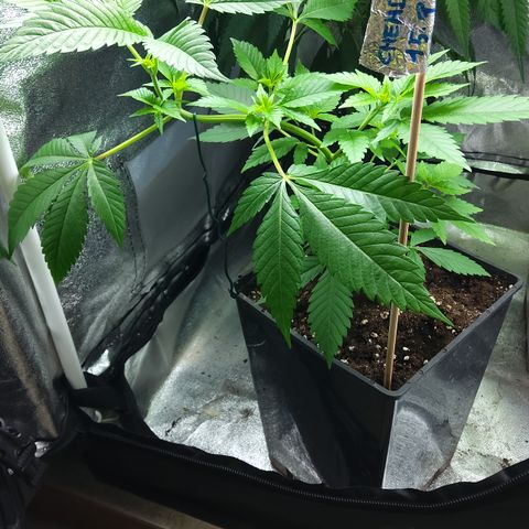 Chemdog growlog timeline photo