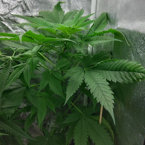 Durban growlog timeline photo