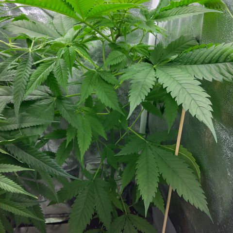 Durban growlog timeline photo