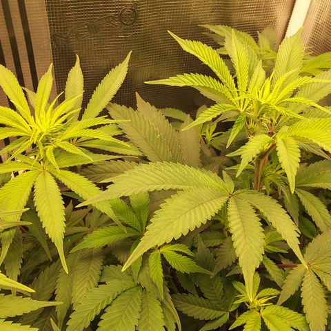 Royal Gorilla  growlog timeline photo