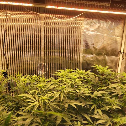 Royal Gorilla  growlog timeline photo