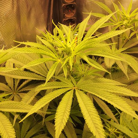 Royal Gorilla  growlog timeline photo