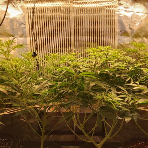 Royal Gorilla  growlog timeline photo