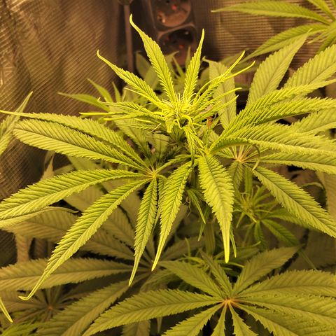 Royal Gorilla  growlog timeline photo