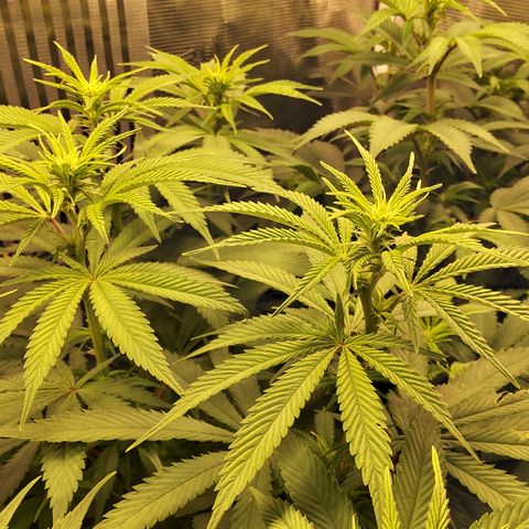 Royal Gorilla  growlog timeline photo
