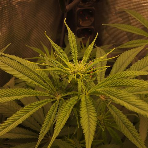 Royal Gorilla  growlog timeline photo