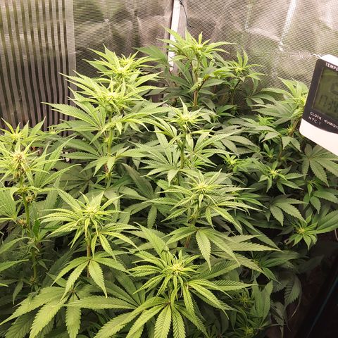 Royal Gorilla  growlog timeline photo