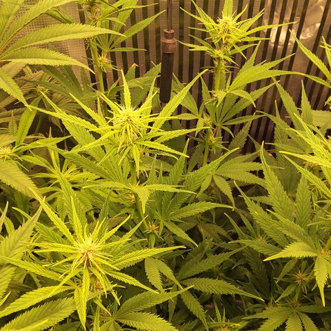 Royal Gorilla  growlog timeline photo