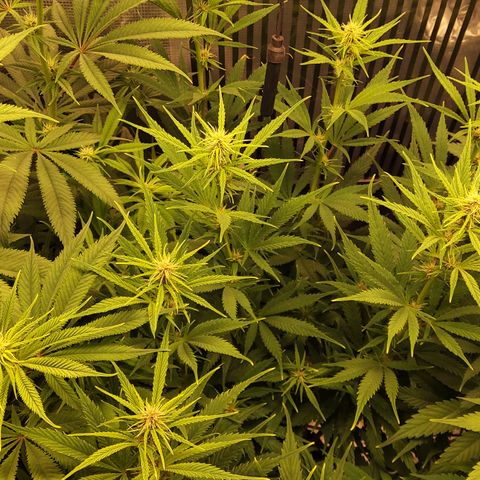 Royal Gorilla  growlog timeline photo