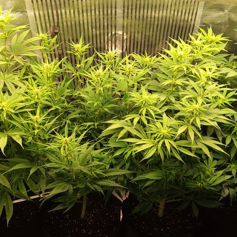 Royal Gorilla  growlog timeline photo