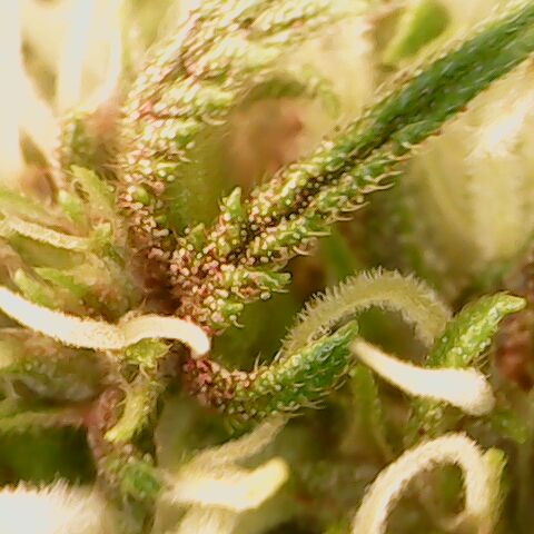Royal Gorilla  growlog photo: fine 3ª settimana di fioritura