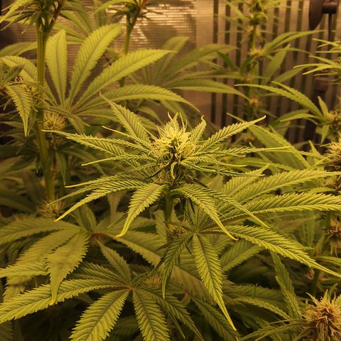 Royal Gorilla  growlog photo: fine 3ª settimana di fioritura