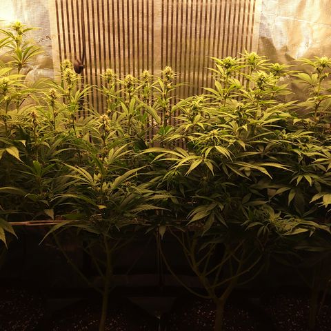 Royal Gorilla  growlog photo: fine 3ª settimana di fioritura