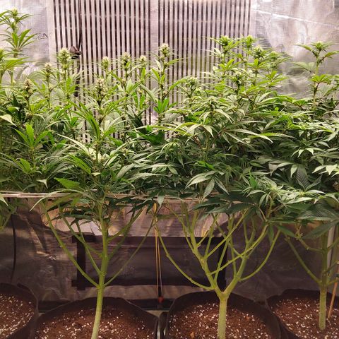 Royal Gorilla  growlog photo: fine 3ª settimana di fioritura