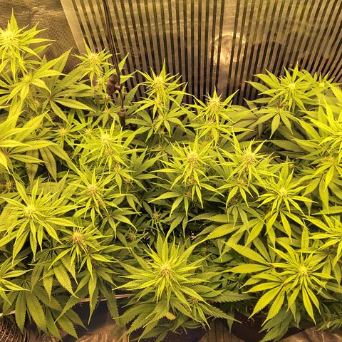 Royal Gorilla  growlog photo: fine 3ª settimana di fioritura