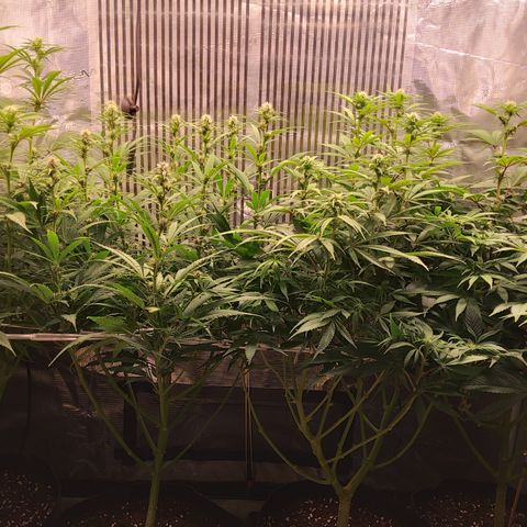 Royal Gorilla  growlog photo: fine 3ª settimana di fioritura