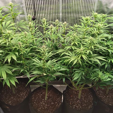 Royal Gorilla  growlog photo: fine 3ª settimana di fioritura