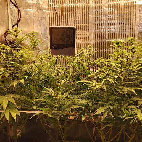 Royal Gorilla  growlog photo: fine 3ª settimana di fioritura