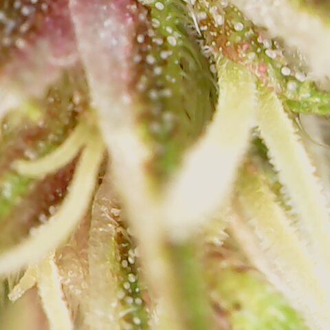 Royal Gorilla  growlog photo: fine 3ª settimana di fioritura
