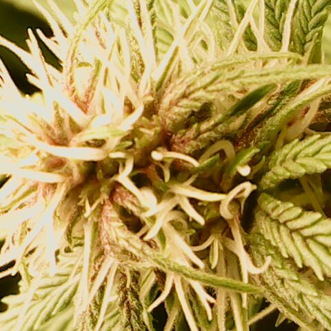 Royal Gorilla  growlog photo: fine 3ª settimana di fioritura