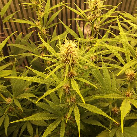 Royal Gorilla  growlog timeline photo