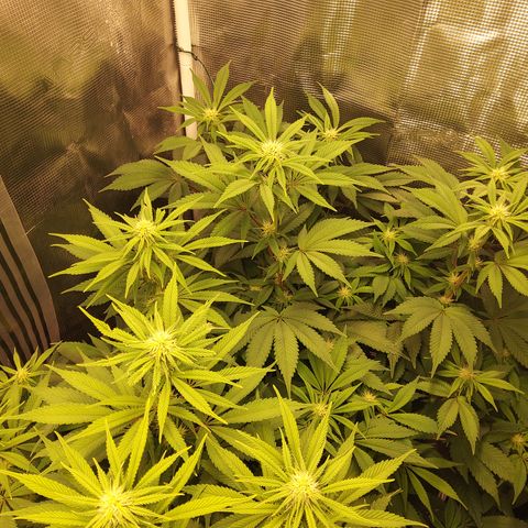 Royal Gorilla  growlog timeline photo
