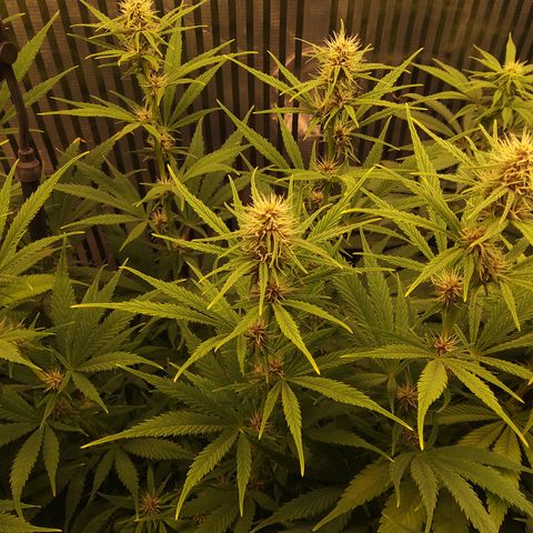 Royal Gorilla  growlog timeline photo