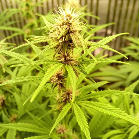 Royal Gorilla  growlog photo: una delle quattro ha tutte le infiorescenze violacee